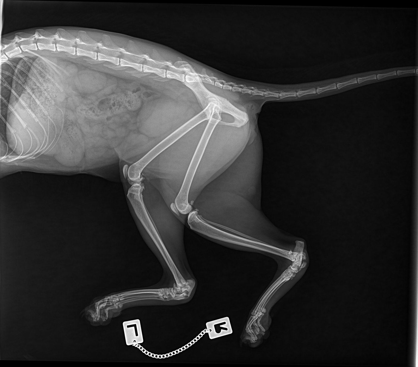 Detailaufnahme der linken Vorderpfote